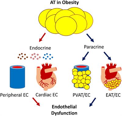 Adipose Tissue-Endothelial Cell Interactions in Obesity-Induced Endothelial Dysfunction